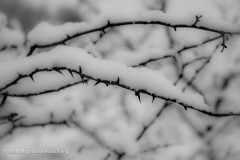 20210103-WKR_1783-Wolfgang-Rauschning