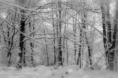 Wolfgang-Rauschning-21