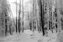 Wolfgang-Rauschning-23