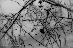 Wolfgang-Rauschning-25