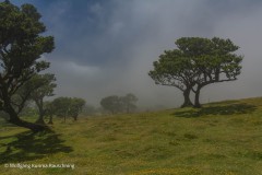 Wolfgang-Rauschning-4