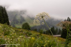 Wolfgang-Rauschning-6