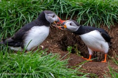 Wolfgang-kurima-Rauschning-3